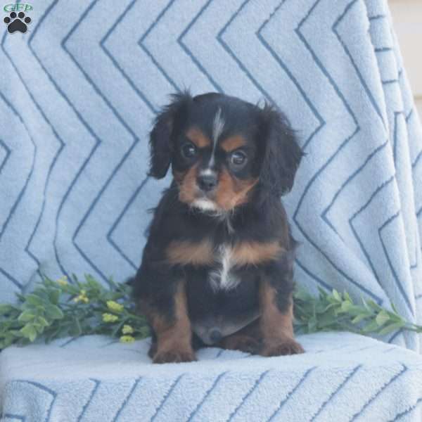 Domimick, Cavalier King Charles Spaniel Puppy